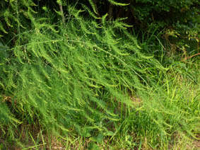 Asparagus officinalis